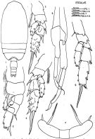 Species Scolecithricella tenuiserrata - Plate 5 of morphological figures