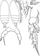 Espèce Archescolecithrix auropecten - Planche 4 de figures morphologiques
