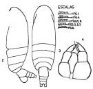 Espèce Temoropia mayumbaensis - Planche 2 de figures morphologiques