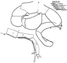 Espèce Pleuromamma gracilis - Planche 4 de figures morphologiques