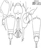 Espèce Corycaeus (Agetus) flaccus - Planche 5 de figures morphologiques