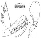 Espèce Corycaeus (Agetus) typicus - Planche 4 de figures morphologiques