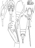 Espèce Corycaeus (Agetus) typicus - Planche 5 de figures morphologiques