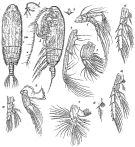 Species Gaetanus brevicaudatus - Plate 2 of morphological figures