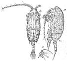 Species Chiridius poppei - Plate 6 of morphological figures
