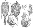 Espce Chiridiella brachydactyla - Planche 2 de figures morphologiques