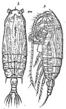 Species Gaetanus minor - Plate 7 of morphological figures