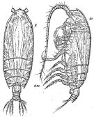 Espèce Gaetanus brachyurus - Planche 5 de figures morphologiques