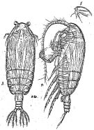 Species Gaetanus inermis - Plate 3 of morphological figures