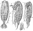 Species Euchirella truncata - Plate 5 of morphological figures