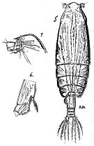 Espèce Euchirella pulchra - Planche 5 de figures morphologiques