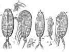 Species Euchirella rostrata - Plate 9 of morphological figures