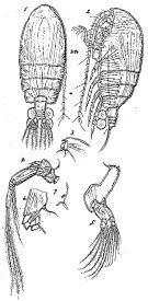 Espèce Euchirella amoena - Planche 2 de figures morphologiques