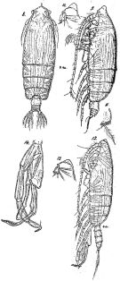 Species Euchirella curticauda - Plate 5 of morphological figures