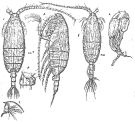 Species Undeuchaeta plumosa - Plate 9 of morphological figures