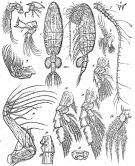 Espèce Valdiviella insignis - Planche 4 de figures morphologiques