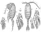 Espèce Valdiviella brevicornis - Planche 2 de figures morphologiques