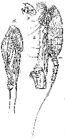 Espèce Euchaeta acuta - Planche 5 de figures morphologiques