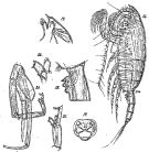Espèce Paraeuchaeta bisinuata - Planche 6 de figures morphologiques