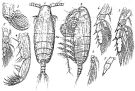 Species Xanthocalanus muticus - Plate 1 of morphological figures
