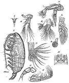 Espèce Xanthocalanus typicus - Planche 1 de figures morphologiques