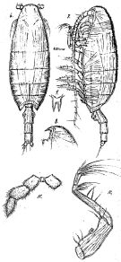 Species Onchocalanus hirtipes - Plate 3 of morphological figures