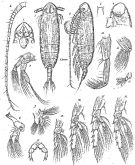 Espèce Cephalophanes refulgens - Planche 2 de figures morphologiques