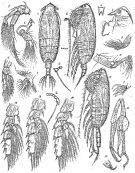 Species Scottocalanus persecans - Plate 6 of morphological figures
