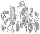 Species Lophothrix frontalis - Plate 7 of morphological figures