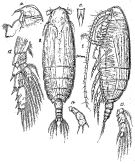Espèce Lophothrix latipes - Planche 5 de figures morphologiques