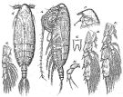 Espèce Lophothrix humilifrons - Planche 3 de figures morphologiques