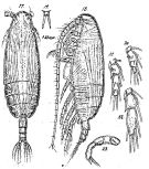 Espèce Pseudoamallothrix emarginata - Planche 4 de figures morphologiques