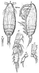 Espèce Falsilandrumius lobatus - Planche 1 de figures morphologiques