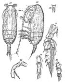 Species Amallothrix paravalida - Plate 3 of morphological figures