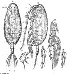 Species Scolecithricella vittata - Plate 8 of morphological figures