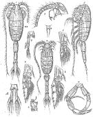 Species Metridia princeps - Plate 8 of morphological figures