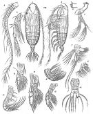Espèce Haloptilus fons - Planche 5 de figures morphologiques