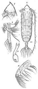 Species Haloptilus spiniceps - Plate 6 of morphological figures