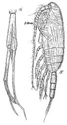 Espèce Pseudoamallothrix emarginata - Planche 5 de figures morphologiques