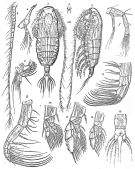 Espèce Euaugaptilus squamatus - Planche 3 de figures morphologiques
