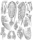 Espèce Euaugaptilus magnus - Planche 4 de figures morphologiques