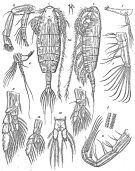 Espèce Euaugaptilus truncatus - Planche 1 de figures morphologiques