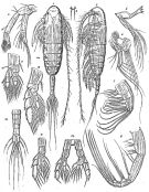 Espèce Euaugaptilus elongatus - Planche 3 de figures morphologiques