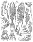 Espèce Euaugaptilus angustus - Planche 4 de figures morphologiques