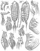 Espèce Euaugaptilus farrani - Planche 3 de figures morphologiques