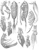 Espce Euaugaptilus tenuicaudis - Planche 1 de figures morphologiques