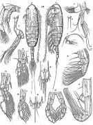 Espèce Euaugaptilus penicillatus - Planche 1 de figures morphologiques