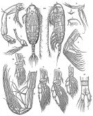 Species Euaugaptilus latifrons - Plate 3 of morphological figures