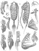 Espèce Euaugaptilus mixtus - Planche 3 de figures morphologiques