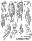 Espèce Euaugaptilus rigidus - Planche 3 de figures morphologiques